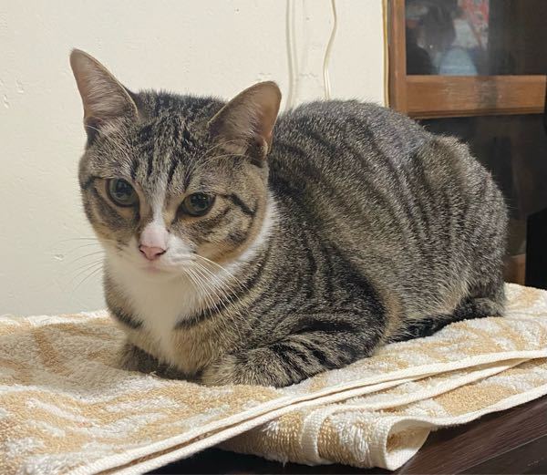 仔猫FＩＰ余命４日余り・・してあげられること - 今、大好きな大好きな 