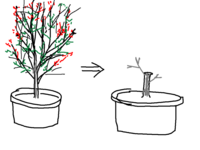 ブルーベリーの木を地際から１０cmで幹を斬られたんですが 来年実は付 Yahoo 知恵袋