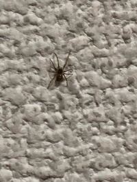 この蜘蛛はなんという種類の蜘蛛ですか？大きさは1cmほどです。 