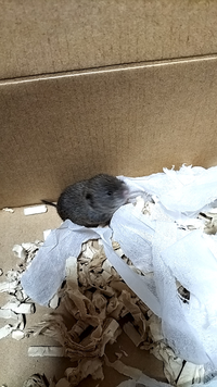 これって何の種類のネズミですか？ 
