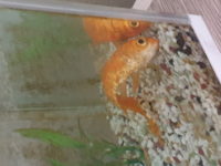 4年買っていた金魚が この様にくの字に曲がってしずんでいました この子はもう助 Yahoo 知恵袋