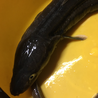 約1kgの穴子が釣れたのですが クロアナゴでしょうか マアナゴでしょ Yahoo 知恵袋