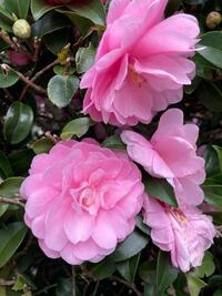 先程 ピンク色の木を送った者です 乙女椿じゃないかと送った者です
これがさっきの木のピンク色の花弁を
撮った写真です

合わせて 見比べて貰って
お花の名前を教えてください
よろしくおねがいします