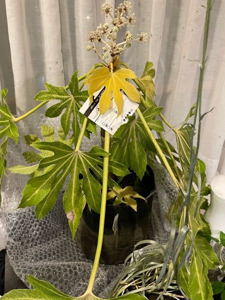 ヤツデの育て方 - 買って1週間ほどですがヤツデが元気なくなりました