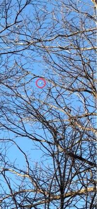 北海道でこの写真を撮ったのですが写っている鳥はシマエナガでしょうか？画質が悪く、似たような鳥もいるため判断が付きにくいですが、詳しい方教えて頂きたいです。 