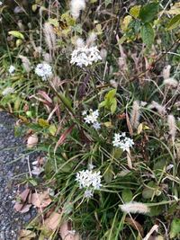 散歩中の道端に可愛い花が咲いていました 小さめの白い花 なんていう花か分かりま Yahoo 知恵袋