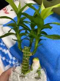 100均でキングバンブーを買ってきたんですけど ハイドロボールで育て Yahoo 知恵袋