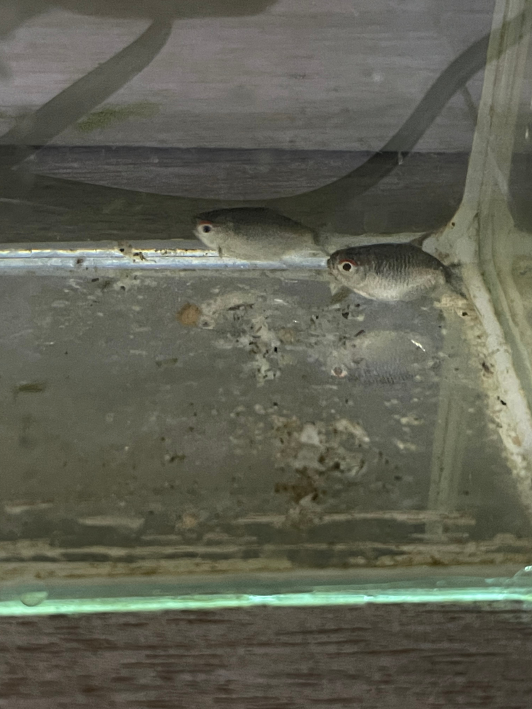 この魚の名前わかりますか タイの市場で買ったのですが たくさんいたの Yahoo 知恵袋