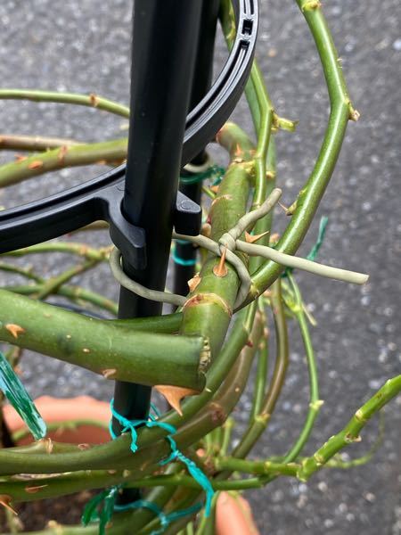 今朝 ピエールドゥロンサールの鉢植えオベリスク仕立ての誘引をしました Yahoo 知恵袋