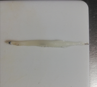 白魚 シラウオ の稚魚て成長すると何の魚になるんですか Yahoo 知恵袋