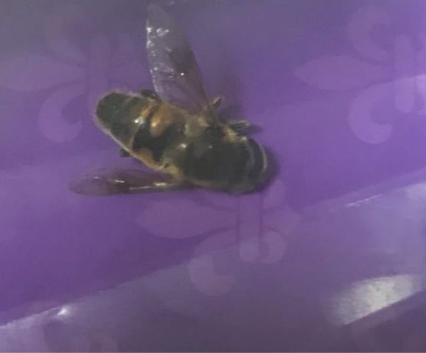 部屋の中で暴れ回ってたんで殺虫剤でころしたのですが これは蜂さんですか Yahoo 知恵袋