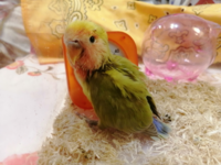 名前何にしよー？ - コザクラインコです。いい名前ないですか？長い 