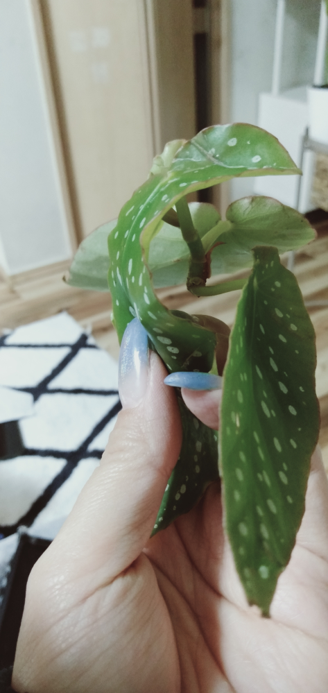 ベゴニアそよ風について教えてください ベゴニアがこのように落ちてしまいました Yahoo 知恵袋