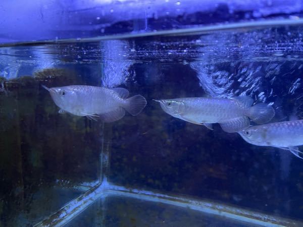 この生き物が分からないのですが メダカの水の中にいました 透明で中が透けていま Yahoo 知恵袋