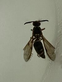 この蜂の種類を教えてください 画像わかりにくくてスミマセン Yahoo 知恵袋