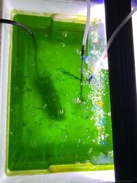 ベランダで飼育しているらんちゅうのために青水を室内で作ってるのですが これは失 Yahoo 知恵袋