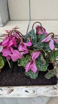 寄植えが上手くいきません 土に カキ殻石灰を混ぜたのが原因なのか 少 Yahoo 知恵袋