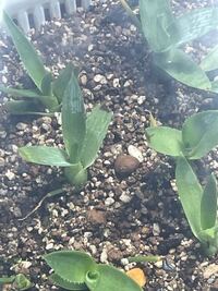 アガベアテナータ実生をdiyの温室で栽培してます 今の所温度は Yahoo 知恵袋