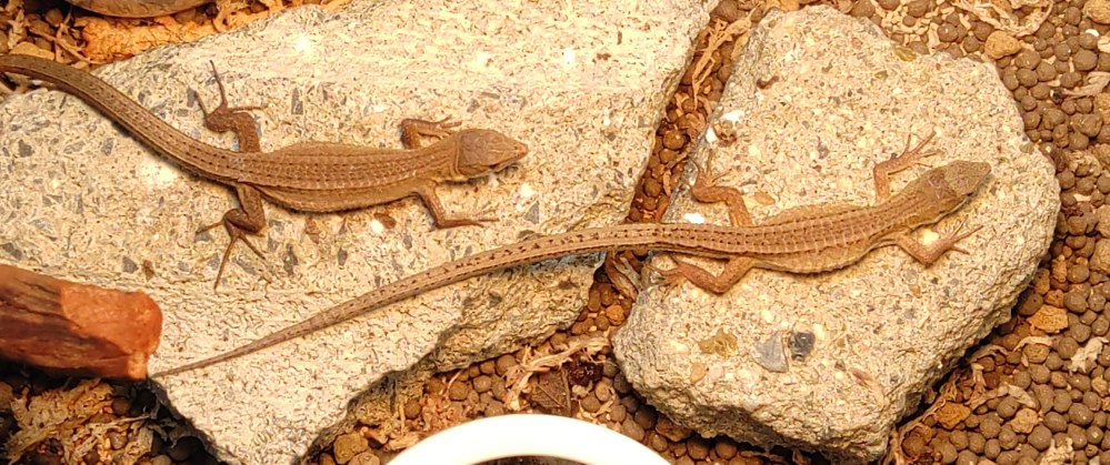 飼っているカナヘビの性別を知りたいです。 2匹ともおそらく生後3～5ヶ月くらいです。 右が雄、左が雌に見えるのですがどうでしょうか？