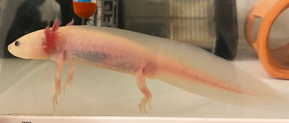 至急このウーパールーパー レッドレッグになっていますか どなたか教えてください Yahoo 知恵袋