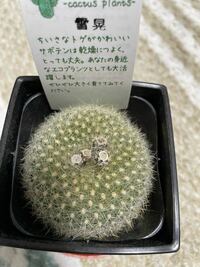 サボテンの花が終わった後について質問です ホームセンターから花の Yahoo 知恵袋