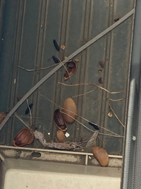 教えて下さい。家のベランダにある室外機の裏にドングリの殻とフンが落ちてました。
これはドブネズミでしょうか？
ドングリは画像に写ってませんが、沢山ありました。
宜しくお願い致します。 
