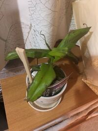 冬越しのためトイレに置いていたウツボカズラ 寒すぎて変色してしま Yahoo 知恵袋