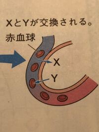 至急 理科の消化と吸収のところのxとｙの物質を求める問題です 比較的簡単なと Yahoo 知恵袋