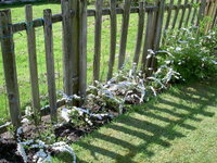 雪柳 について50cmほどのすでに枝に花を付けている雪柳を4株買いましたが Yahoo 知恵袋