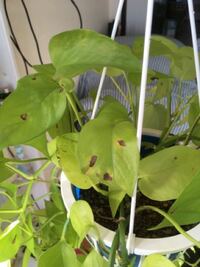 ポトスの葉が 枯れている部分があります これは 切り取ったほうがよいのでしょう Yahoo 知恵袋