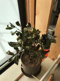 月桂樹の葉っぱがこのように巻いてしまいました 日のよく当たる室内で育てています Yahoo 知恵袋