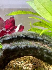 水槽に徐々に大量発生してきたこれはなんでしょうか コケかなと思ったのです Yahoo 知恵袋