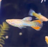 このグッピーの種類を教えてください また この外観は遺伝で引き継げますが 尾び Yahoo 知恵袋