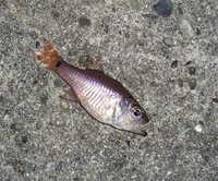 これは何という魚でしようか 尻尾の付け根に黒い斑点が確認できま Yahoo 知恵袋