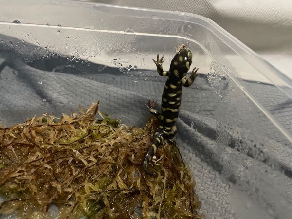 タイガーサラマンダーが餌を食べない こんばんは 21年12 Yahoo 知恵袋