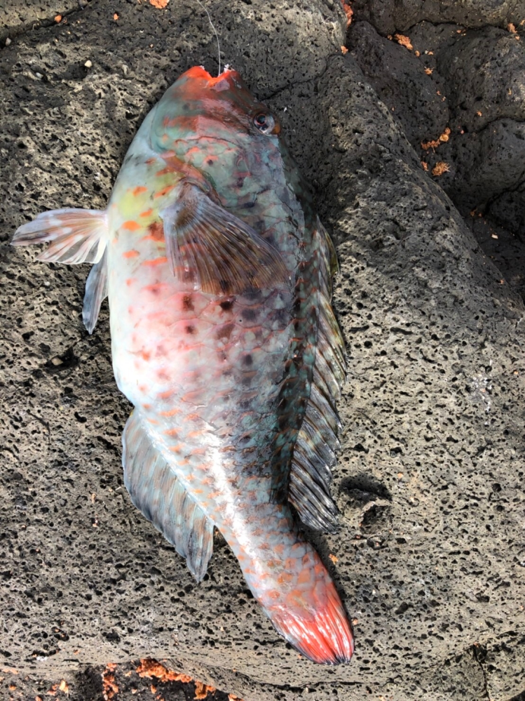 この魚はアオブダイですか 食べれますか 普通のブダイのオスですなので普通 Yahoo 知恵袋