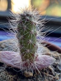 サボテンについてです 先日 このサボテンについて質問させていただ Yahoo 知恵袋