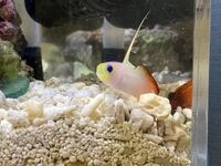 イエローヘッドジョーフィッシュを飼育されてる方 餌は何を与えてます Yahoo 知恵袋