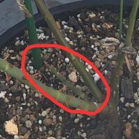 ベーサルシュートの成長が止まっているものがあるのですが、これは冬剪定で根元から切った方が良いのでしょうか。 品種は、カインダブルーで挿木苗2年目になります。
他枝の上部は、30-40cm程になります。
アドバイス頂けたら幸いです。