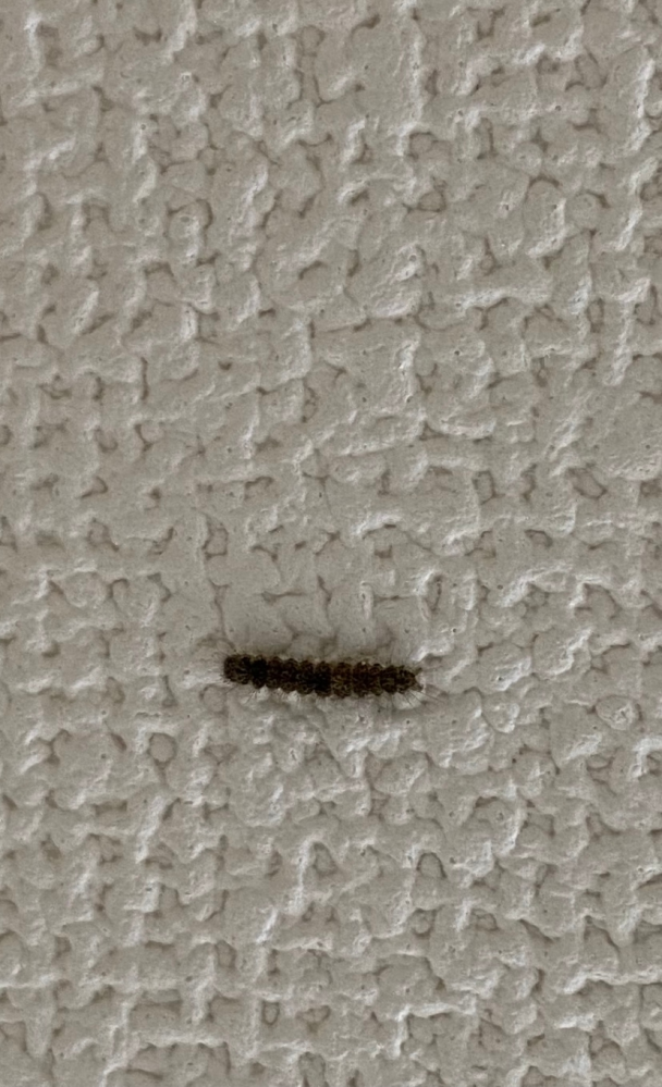 毛虫のようなこちらの虫の名前が分かるかたが おられましたらご教授ください。 大きさは約1センチほどです。 キッチンの天井に数匹現れました。