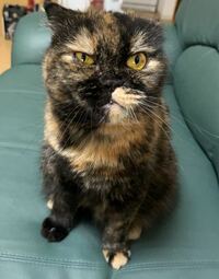 我が家のトーティシェルのスコティッシュについてです 元々猫カフェ出身で里 Yahoo 知恵袋