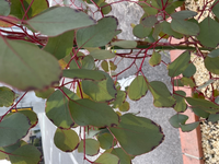 ユーカリポポラスを庭に植えましたが1ヶ月ほど経って葉の先がこのよう 