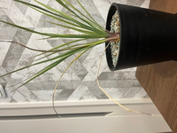 ロストラータの苗を買って育ててる素人です最近このように葉が2