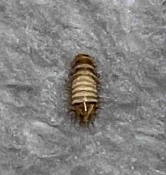 この虫なにか分かりますか？ 小さいです。