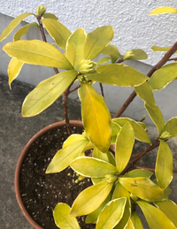 沈丁花を昨年の３月にネットで購入 その時から葉っぱの色は薄めで 言い方が難しい Yahoo 知恵袋