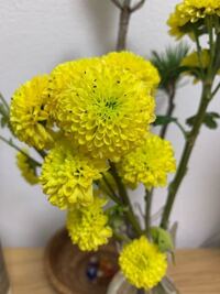 いただいた菊の花に虫がわいていました 室内で1週間くらい飾っていて 毎日 Yahoo 知恵袋