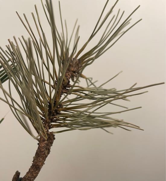 この松は 枯れかけてますけれど 肥料を与えると復活しますか 盆 Yahoo 知恵袋