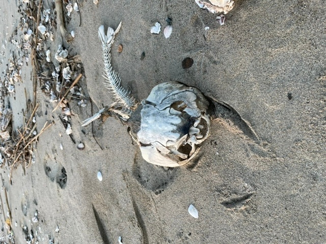 先日海で見つけました。 なんの魚の骨でしょうか？