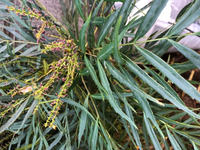 何の植物ですか 閉園した施設からいただきました 名前と出来れば育て方 Yahoo 知恵袋