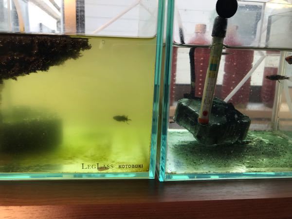 水質について質問させてください。 右と左の水槽は隣りどうしなのに何故こうも濁り？と透明になるのでしょうか？ 日照時期も水替えもほぼ同じなのですが・・やはりバクテリアの数の違いなのですかね？？ 因みに濾過装置も同じものを使用していて魚の数もほぼ一緒です。 アクアリウム先輩方よろしくお願いします。 (._.)